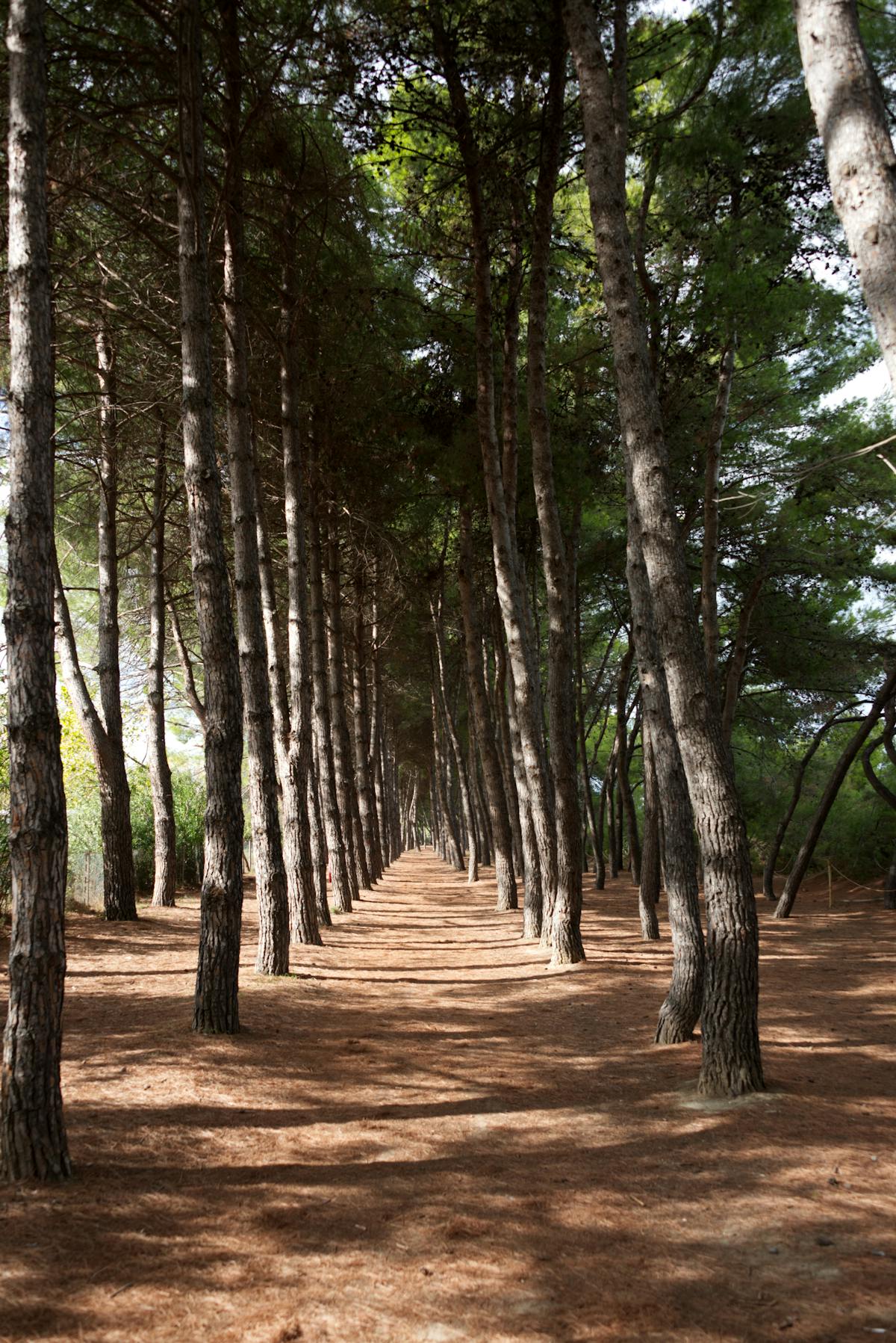 Bike path running through a pine forest along the Versilia coast