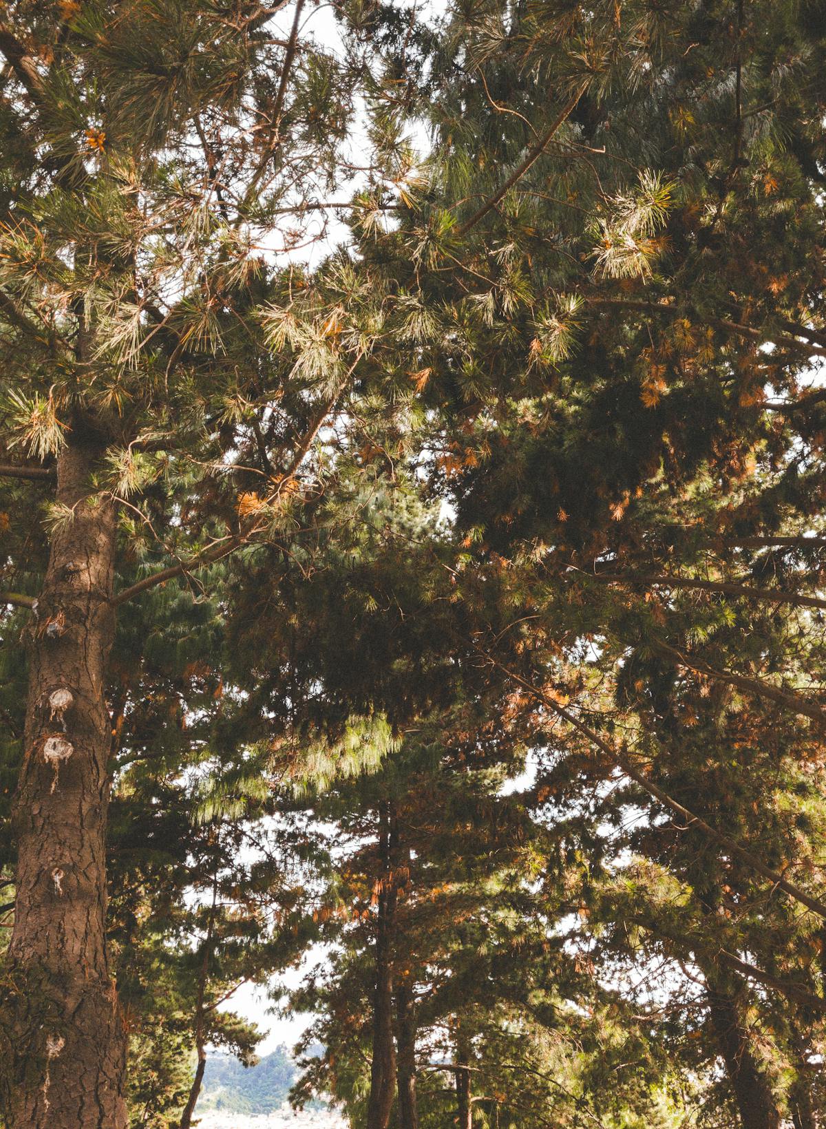 Dense canopy of Mediterranean umbrella pines with filtered sunlight catching needles and cones, seen from below